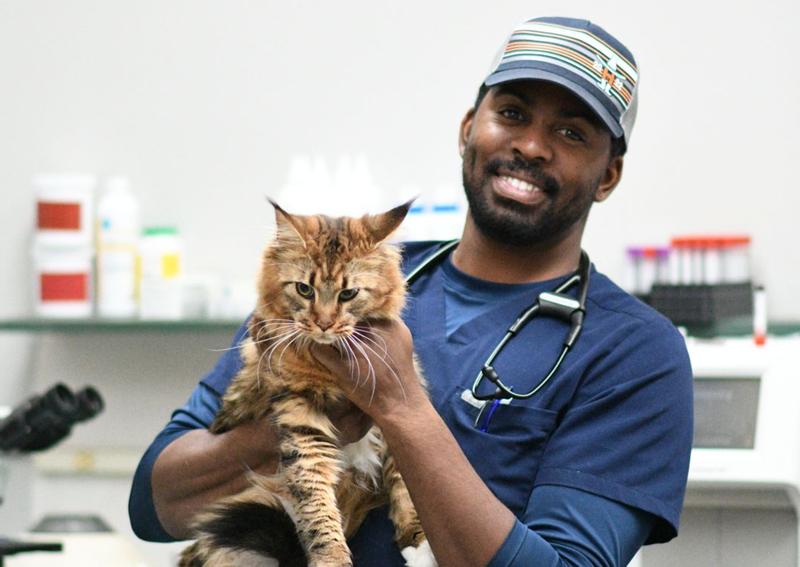 Preventive Care for Cats
